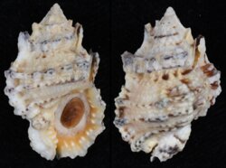 Bursa tuberosissima