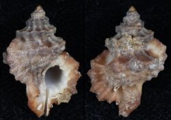 Turritriton labiosum