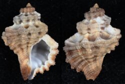 Turritriton labiosum