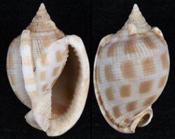 Phalium areola