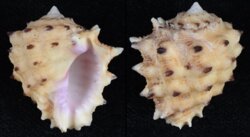 Drupa rubusidaeus