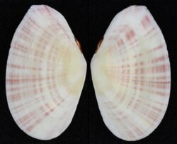 Tellina virgata