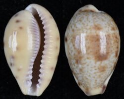Contradusta walkeri