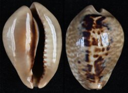 Muracypraea mus mus
