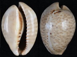 Muracypraea mus mus