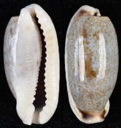 Erronea cylindrica lenella