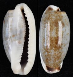 Erronea cylindrica lenella
