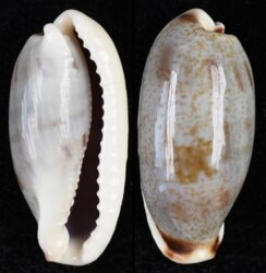 Erronea cylindrica lenella