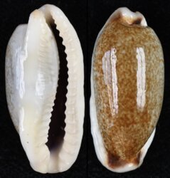 Erronea cylindrica lenella