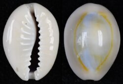 Monetaria annulus