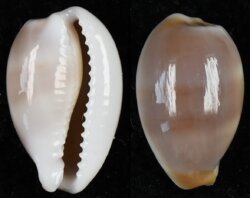 Palmadusta artufelli