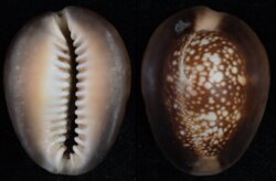 Monetaria caputserpentis