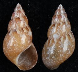 Phasianella solida