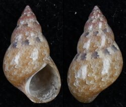 Phasianella solida