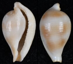 Margovula cf tinctilis