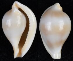 Margovula cf tinctilis