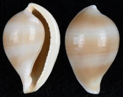 Margovula cf tinctilis