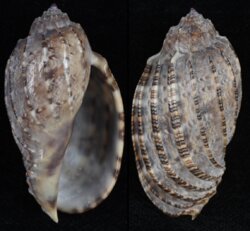 Harpa amouretta