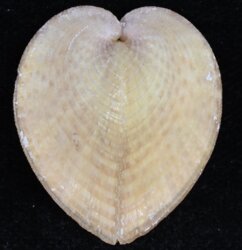 Corculum cardissa