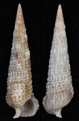 Cerithium ophioderma