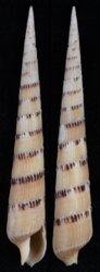 Myurella pertusa