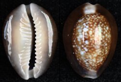 Monetaria caputserpentis
