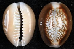 Monetaria caputserpentis