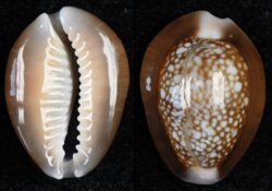 Monetaria caputserpentis