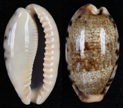 Erronea caurica quinquefasciata