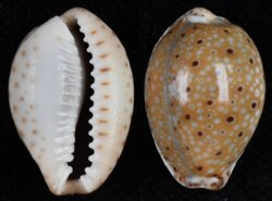 Naria ocellata