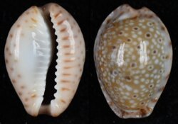 Naria ocellata