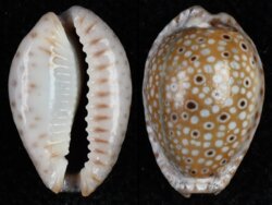 Naria ocellata