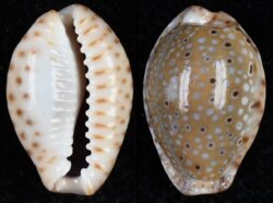 Naria ocellata