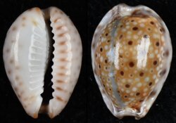 Naria ocellata