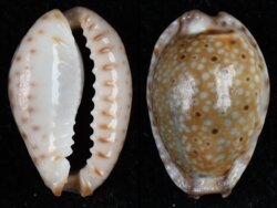 Naria ocellata