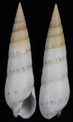 Oxymeris felina