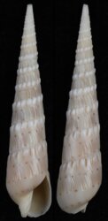 Oxymeris crenulata