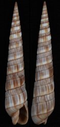 Duplicaria barrywilsoni