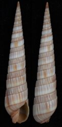 Duplicaria barrywilsoni