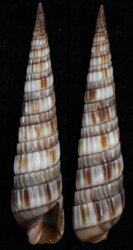Duplicaria barrywilsoni