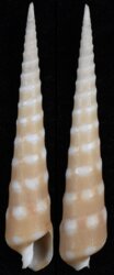 Terebra guttata