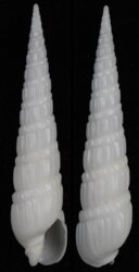 Duplicaria australis