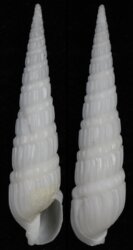 Duplicaria australis