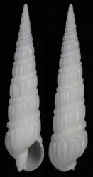 Duplicaria australis