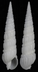 Duplicaria australis
