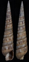 Duplicaria bharatensis