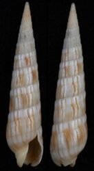 Myurella affinis