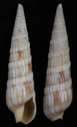 Myurella affinis