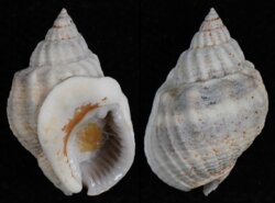Nassarius arcularius plicatus