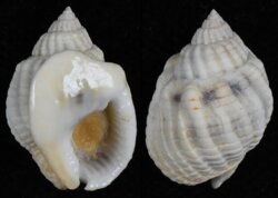 Nassarius arcularius plicatus